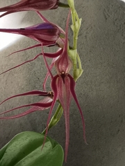 Pleurothallis phalangifera