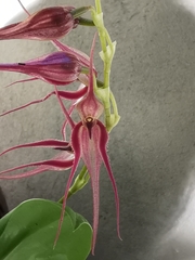 Pleurothallis phalangifera