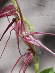 Pleurothallis phalangifera