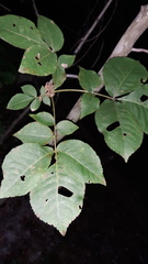 Carya glabra