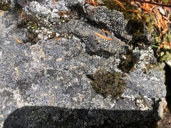 Psoroma hypnorum