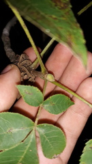 Carya glabra