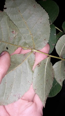 Carya glabra