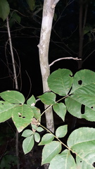 Carya glabra