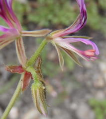 Pelargonium multicaule multicaule