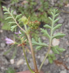 Pelargonium multicaule multicaule