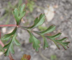 Pelargonium multicaule multicaule