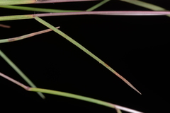 Schizachyrium fragile