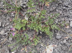Pelargonium multicaule multicaule