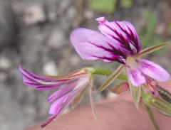 Pelargonium multicaule multicaule