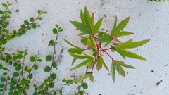 Hibiscus sabdariffa