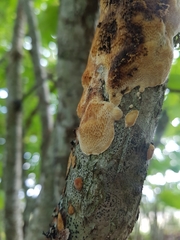 Dichomitus campestris