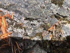 Psoroma hypnorum