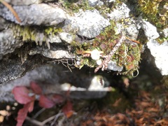 Psoroma hypnorum
