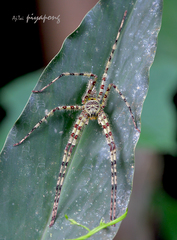 Heteropoda boiei