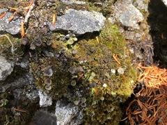 Psoroma hypnorum
