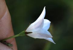 Wahlenbergia obovata