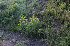 Wahlenbergia obovata