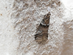 Acrobasis romanella