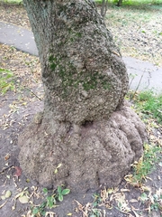Acer negundo