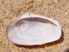 Barbatia setigera