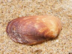 Barbatia setigera