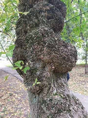 Acer negundo