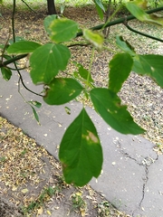 Acer negundo