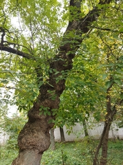 Acer negundo