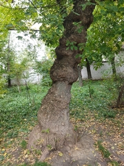Acer negundo
