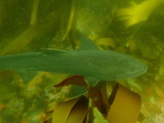Triakis megalopterus