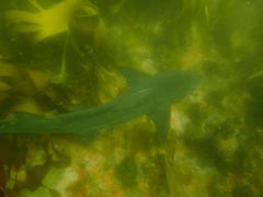 Triakis megalopterus