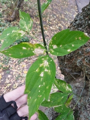 Acer negundo