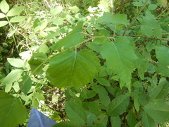 Betula lanata