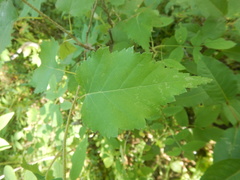 Betula lanata