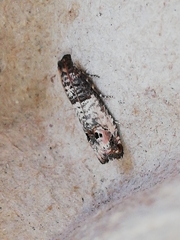 Notocelia incarnatana