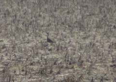 Cursorius coromandelicus