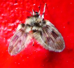 Pterygota