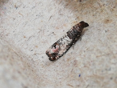 Notocelia incarnatana