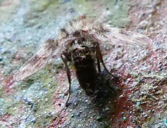 Pterygota