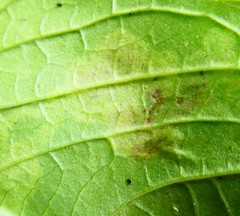 Arthropoda