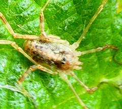Paroligolophus agrestis