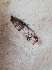 Notocelia incarnatana