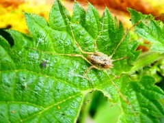 Paroligolophus agrestis