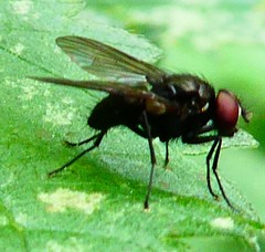 Diptera