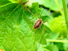 Paroligolophus agrestis