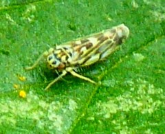 Membracoidea