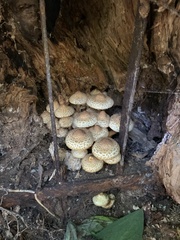 Pholiota squarrosa