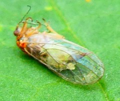 Pterygota