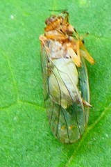 Pterygota